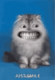 a cat with a big smile on its face on a blue background .