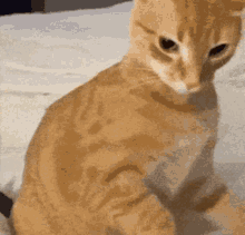 Angry Cat Meme Cat GIF - Angry Cat Meme Cat - Discover & Share GIFs