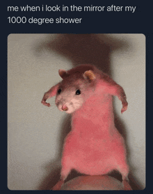 a picture of a pink hamster that says me when i look in the mirror after my 1000 degree shower on the bottom