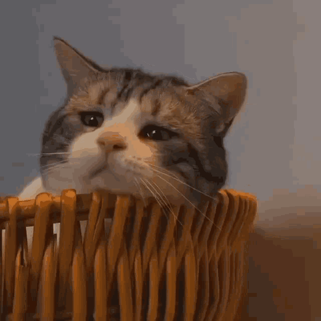 Pomni sad cat dance. Sad Cat. Sad Cat gif. Sad Cat Chiffon. Sad Cat likeing.