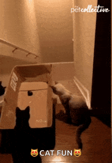 Downstairs Cat GIF