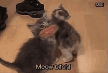 Markiplier Meow GIF - Markiplier Meow Bitch GIFs