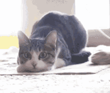 Cat Shaking GIF - Cat Shaking Wiggle GIFs