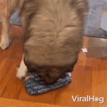 Opening My Gift Dog GIF - Opening My Gift Dog Viralhog GIFs