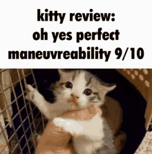 Plus Kitty Review GIF - Plus Kitty Review Kitty GIFs