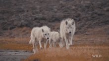 wolf wolf pack white wolf tundra wolf arctic wolf