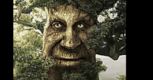 Tree Wise GIF