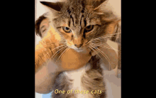 Nick Lutsko Cat Piss Song GIF - Nick Lutsko Cat Piss Song Black Cat GIFs