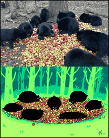 Bears Apples GIF - Bears Apples Black Bears GIFs