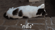 แมวกลิ้ง ม้วนตัว GIF - Cat Rolling Cat Roll Cat Somersault GIFs