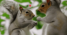 Squirrels Animated GIF - Squirrels Animated In Love GIFs