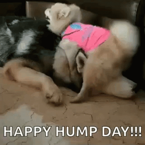 happy hump day dog