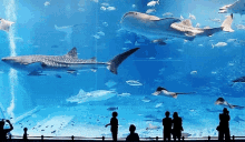 Shark Fish GIF - Shark Fish Giant Aquarium GIFs