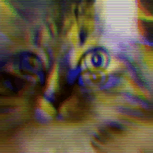 Cat Kitty GIF - Cat Kitty Face GIFs