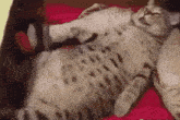 a cat is laying on its back on a red couch