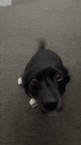 Jack Russel Dog GIF - Jack Russel Dog Mochi GIFs