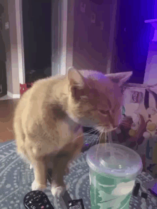Cat Drinking GIF - Cat Drinking Cat Wather GIFs