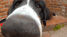 Smelling Dog GIF - Smelling Dog Bisous GIFs