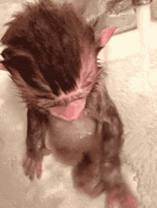Baby Monkey GIF - Baby Monkey Taking A Bath GIFs