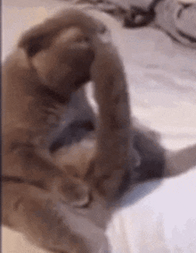 Cat Eating Tail Chxnky GIF