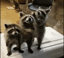 three raccoons are standing next to each other on top of a white container .