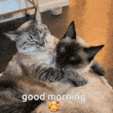 Cats Good Morning GIF - Cats Good Morning GIFs