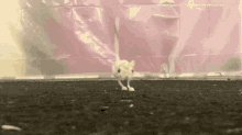 Rat Idk What This Thing Is GIF - Rat Idk What This Thing Is Little Man GIFs