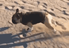 Down But Not Out GIF - Knocked Down Dog GIFs