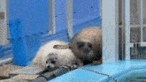 two seals are laying next to each other on the side of a pool .