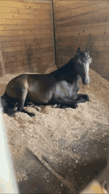 Horses GIF - Horses GIFs