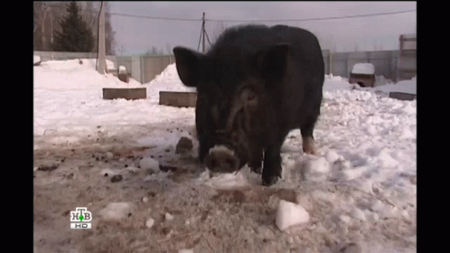 Pig Swine GIF - Pig Swine Hohol GIFs