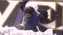Baltimore Ravens Ravens GIF - Baltimore Ravens Ravens Poe GIFs
