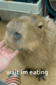 Eating Capybara GIF - Eating Capybara Wait GIFs