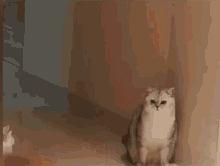 a cat standing in the corner of a room with another cat