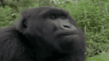 Gorilla Nope GIF