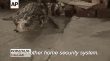 A Thai Family Uses A Pair Of Crocodiles To Keep Thieves At Bay, Haven'T Been Robbed In 15 Years. GIF - Crocodiles News Thai GIFs