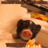 a pig is laying on a counter and eating bread .