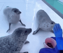 a person wearing blue gloves is feeding seals from a pink bucket