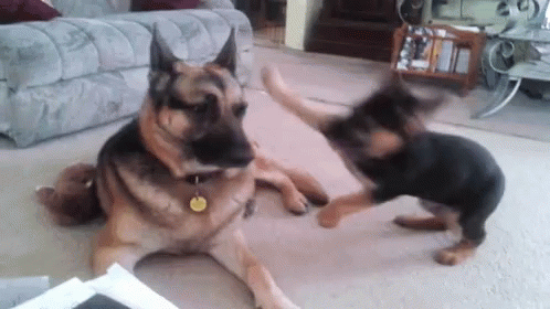 funny-animals-dogs.gif