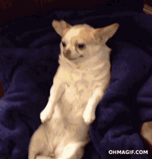 Chihuahua Startle GIF Chihuahua Startle Snacks Discover Share GIFs