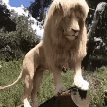 White Lion King Of The Jungle GIF