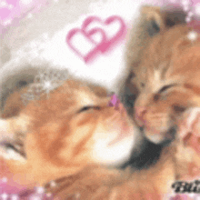 Cat Kiss Cat Love GIF