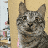 a close up of a cat 's face looking at the camera .