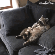 Eating The Pet Collective GIF - Eating The Pet Collective Yummy GIFs