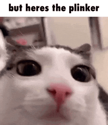 Plink Cat Meme GIF