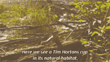 Tim Hortons Cup GIF - Tim Hortons Cup Here We See A Tim Hortons Up GIFs