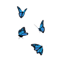 butterfly blue transparent