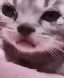 Cat Sad GIF - Cat Sad Crying Cat GIFs