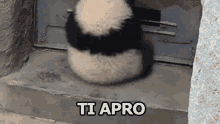 Panda Ti Apro Aprire Porta GIF - Panta I Oper To Open GIFs