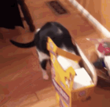 Cat Box Cat Fail GIF - Cat Box Cat Fail Fail GIFs